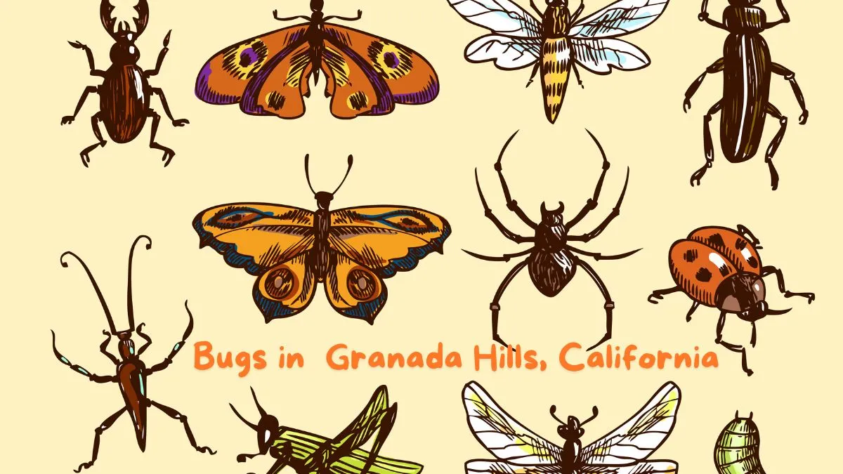 Bugs in Granada Hills, California