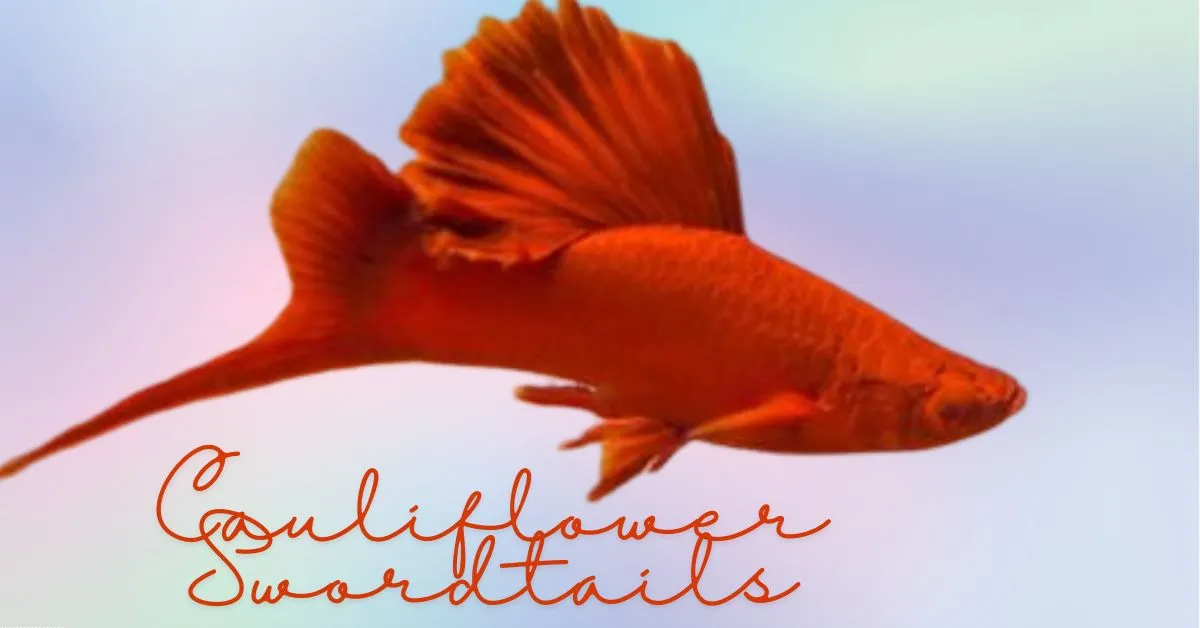 Cauliflower Swordtails