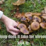 How Long Does It Take for Shrooms to Kick In