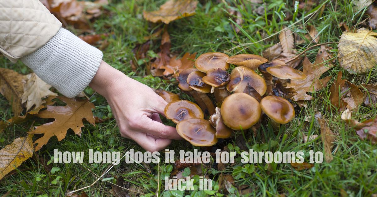 How Long Does It Take for Shrooms to Kick In